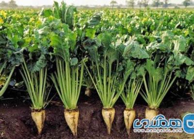 چغندرقند و موارد استفاده دارویی از آن
