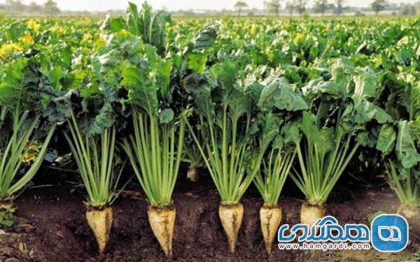 چغندرقند و موارد استفاده دارویی از آن